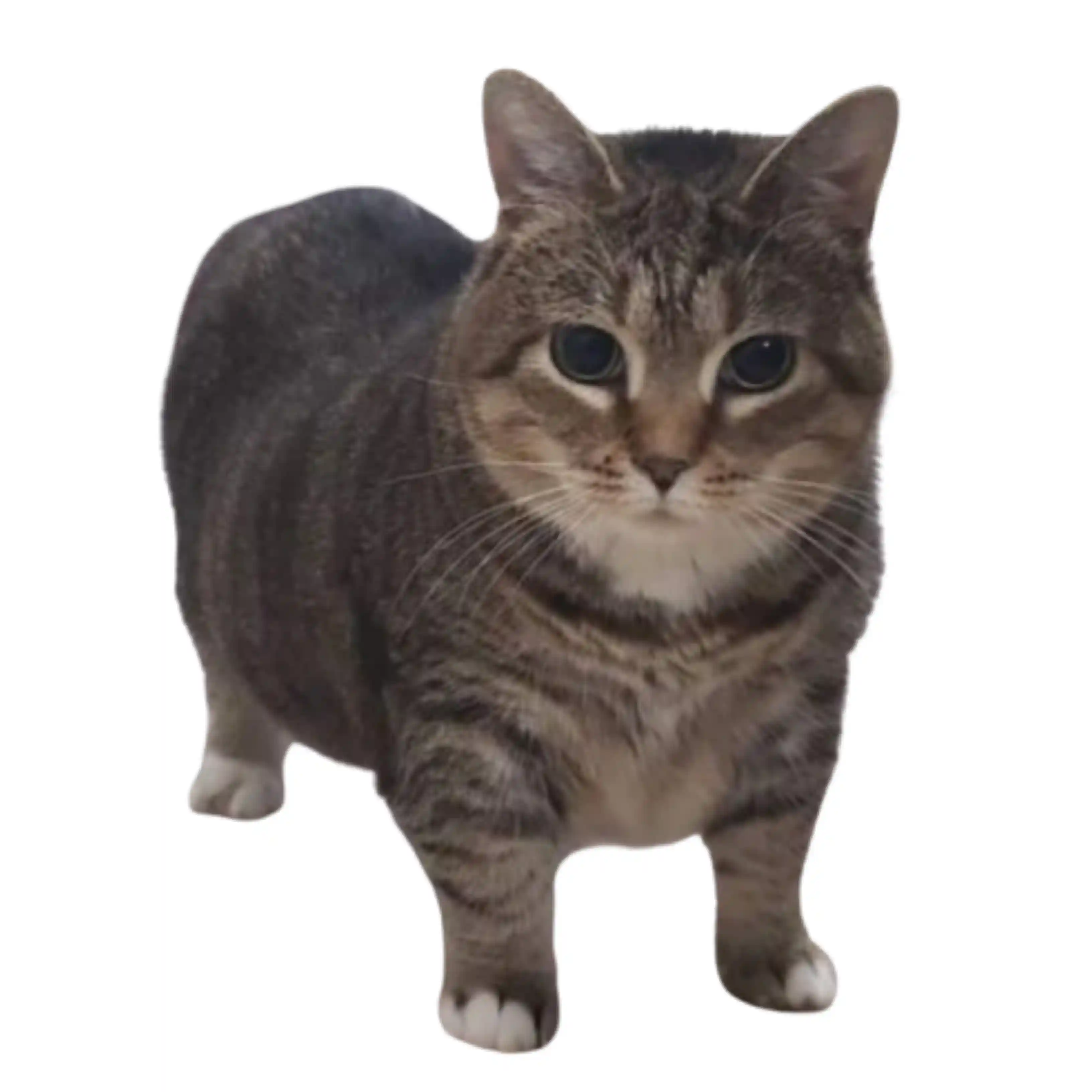 cna Avatar