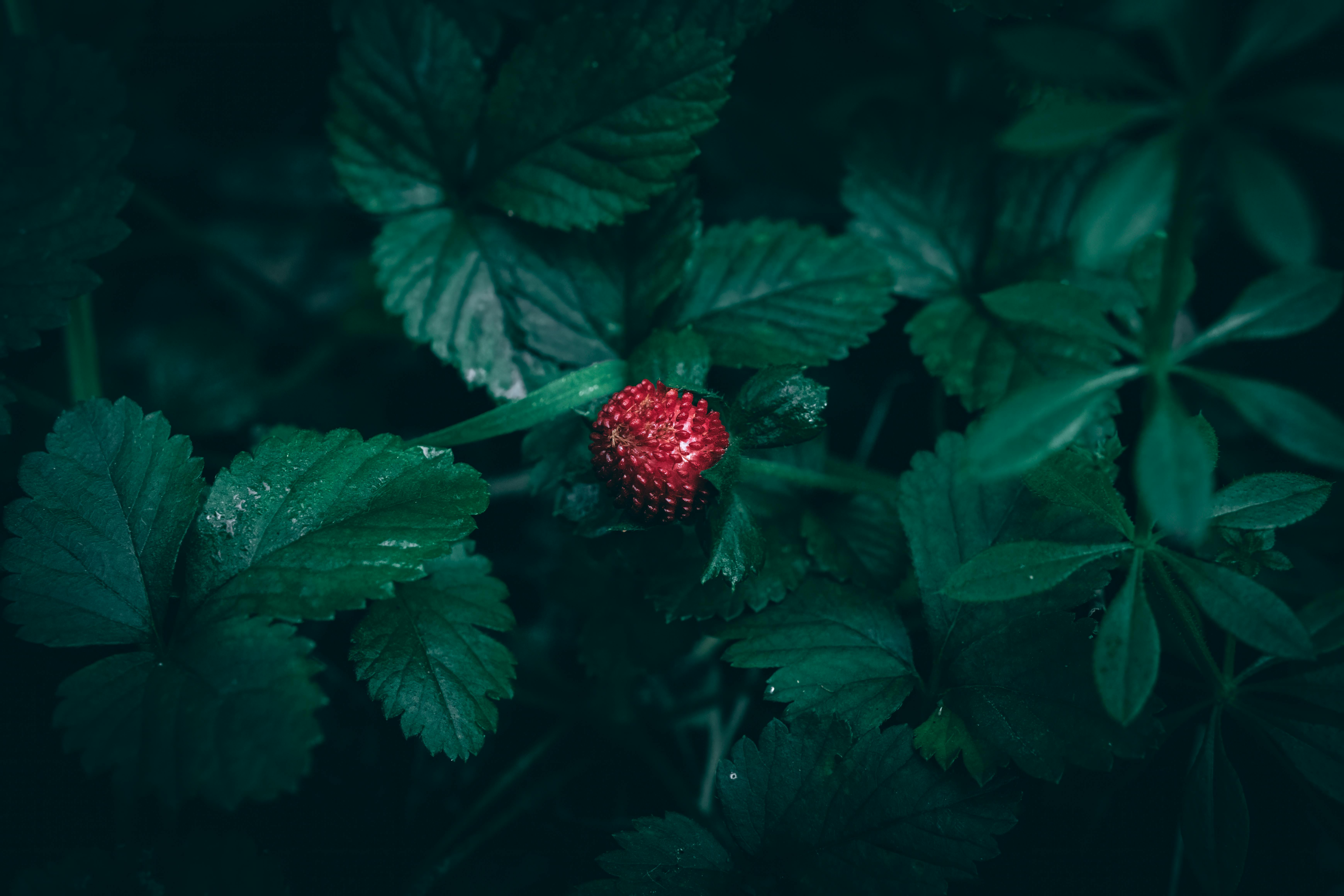 Amirabbas Profile Banner
